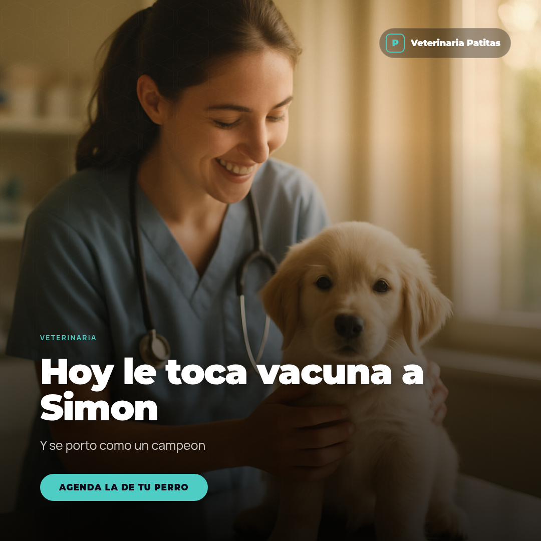 Post generado para Veterinaria Patitas